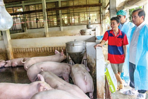 Ngăn bệnh dịch tả

heo châu Phi xâm nhập, lây lan