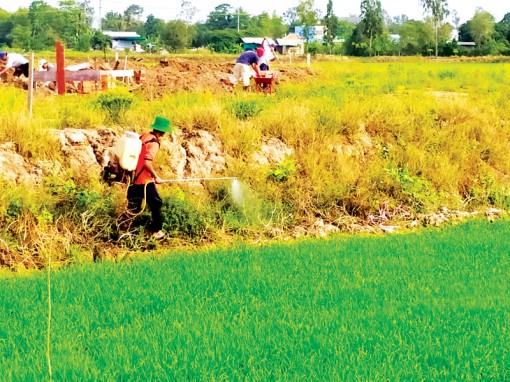 Nên giảm sử dụng thuốc trừ cỏ