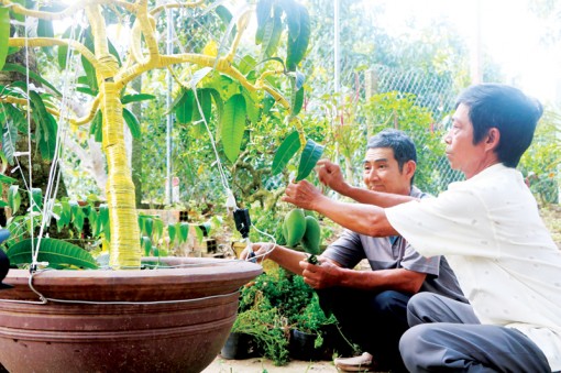 Bonsai xoài - sáng tạo 
của nông dân Cao Lãnh