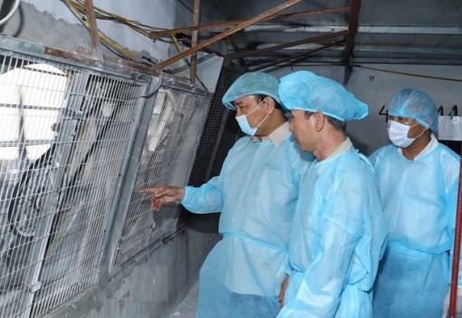 Dịch tả heo châu Phi: Không đợi đến khi có dịch mới phòng, chống