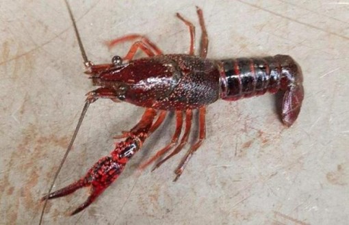 Cà Mau tăng cường kiểm soát tôm càng đỏ