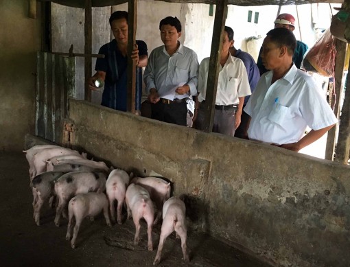 Dịch tả heo châu Phi xuất hiện tại thành phố Long Xuyên, An Giang