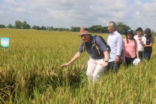 Giảm lượng sử dụng giống trong trồng lúa giúp mạng lại nhiều lợi ích thiết thực