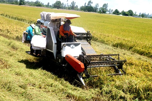 Giá lúa vụ hè thu thấp hơn 700-800 đồng/kg so cùng kỳ