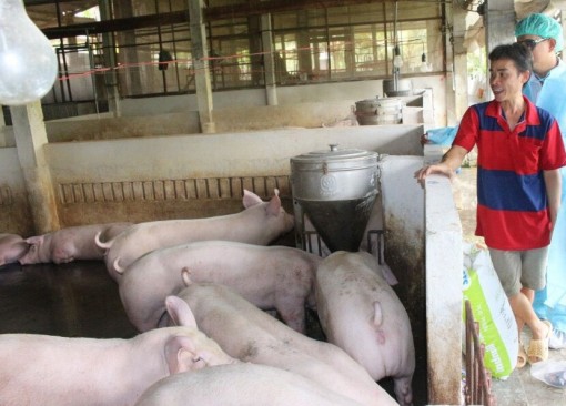 6 tỉnh, thành ĐBSCL xuất hiện bệnh dịch tả heo châu Phi