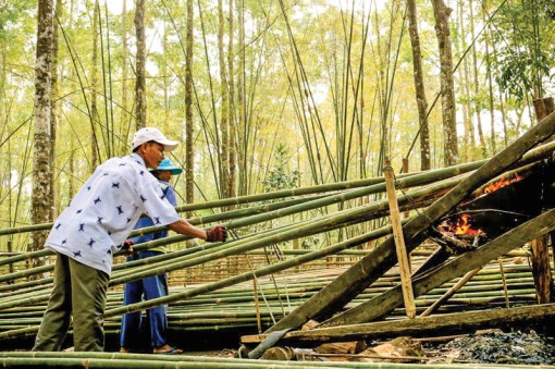 Tre tầm vông cũng “tịnh vi nông, động vi binh”