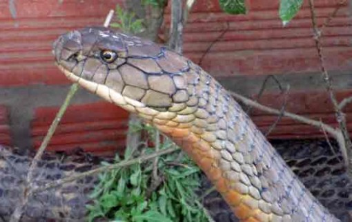 Cặp rắn hổ mây “khủng” đang được chăm sóc rất tốt