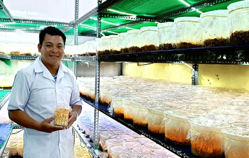 Khát vọng làm giàu từ cây nấm