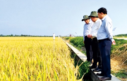 Dấu ấn “Vietnam Rice”