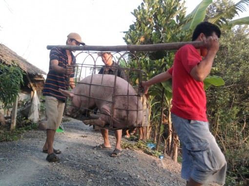 Khuyến khích người tiêu dùng không quay lưng với sản phẩm thịt heo sạch