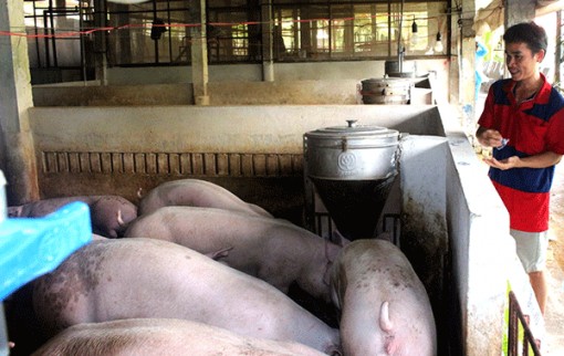 Dồn sức dập dịch tả heo châu Phi