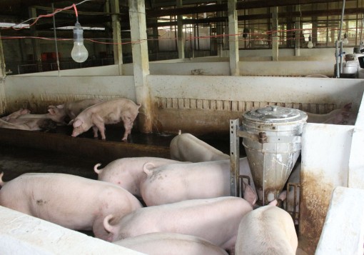 Trên 56 tấn heo bị tiêu hủy do bệnh dịch tả heo châu Phi