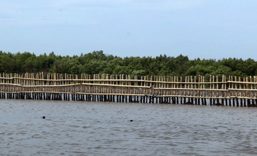 Kiên Giang khôi phục rừng phòng hộ ven biển