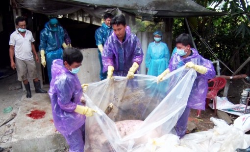 An Giang công bố dịch tả heo Châu Phi
