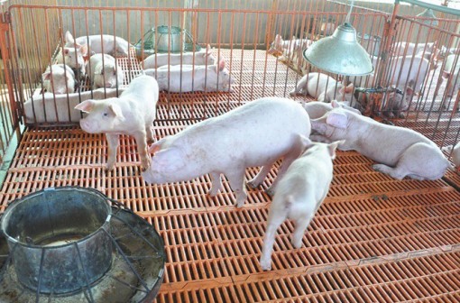 TP Cần Thơ: Bệnh dịch tả heo châu Phi xuất hiện tại 24 xã, phường của 7 quận, huyện