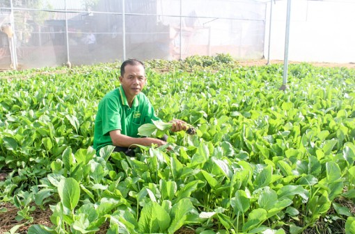 Sản xuất thực phẩm sạch hướng đến hội nhập