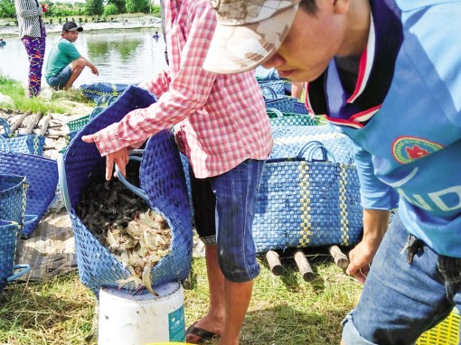 Tôm vào mùa thu hoạch <br>

<I>Rớt giá, "dội chợ"</I>