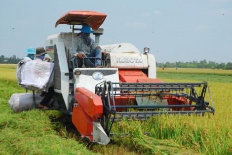 Dư nợ cho vay thu mua lúa gạo tăng hơn 18%