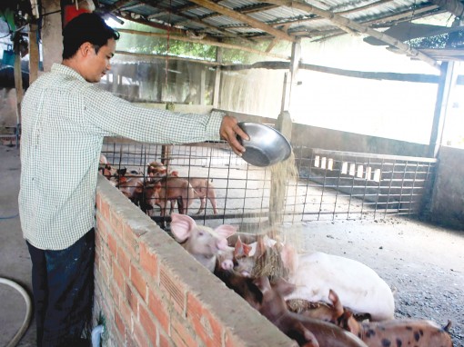 Người nuôi heo

thận trọng tái đàn