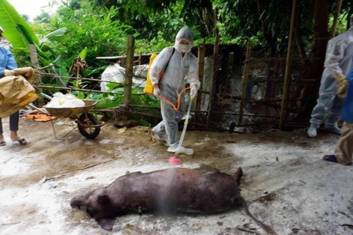 60 tỉnh, thành phố trên cả nước đã có ổ dịch tả heo châu Phi