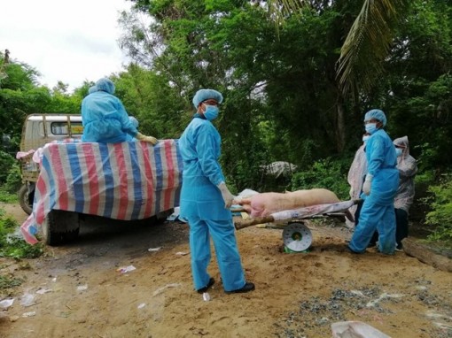 Hướng dẫn tiêu huỷ heo bị bệnh tả châu Phi bằng phương pháp đốt