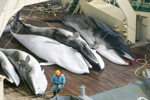 Nhật Bản nối lại hoạt động thương mại cá voi
