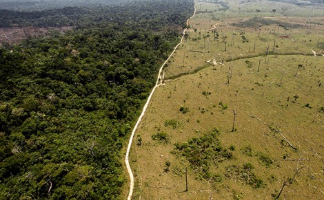 Mỗi giờ rừng Amazon mất diện tích bằng 90 sân bóng đá