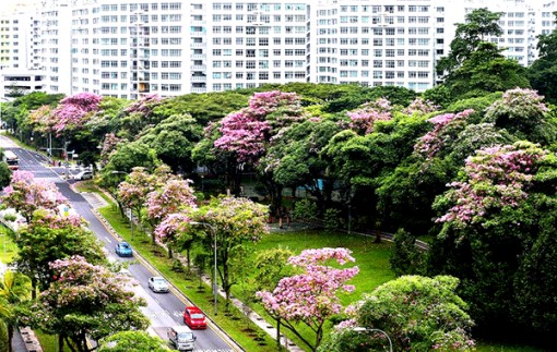 Phục hồi rừng có thể giảm 2/3 lượng khí thải carbon