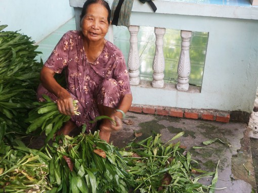 Trồng ngò gai cho thu nhập khá