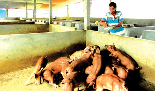 Dập tắt dịch tả heo châu Phi và hỗ trợ nông dân tái đàn