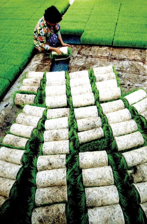 Phối hợp làm nông thông minh