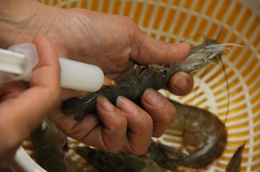 Ngăn chặn, xử lý nghiêm việc đưa tạp chất vào tôm