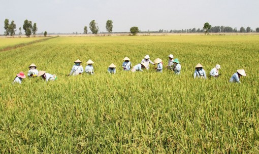 Dự án sản xuất hạt giống lúa lai F1 cho kết quả cao ở TP Cần Thơ và tỉnh Hậu Giang     