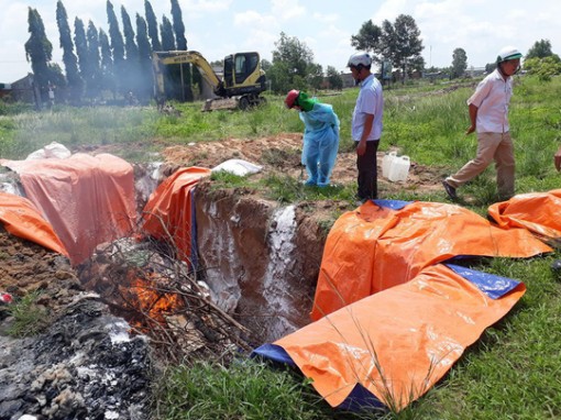 Dịch tả heo châu Phi chưa có dấu hiệu "chùn bước"