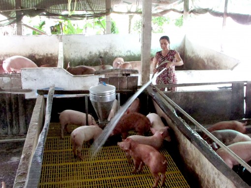 Ngăn ngừa bệnh dịch tả

heo châu Phi tái phát