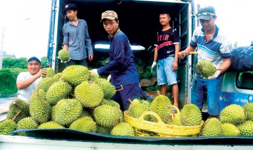 Phát triển bền vững vùng trồng cây ăn trái tập trung