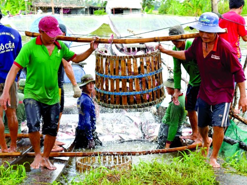 Xuất khẩu cá tra - bước qua

khó khăn nắm bắt cơ hội mới