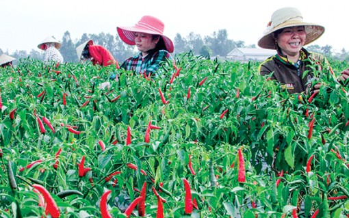 Thúc đẩy phát triển kinh tế nông nghiệp và khởi nghiệp nông thôn