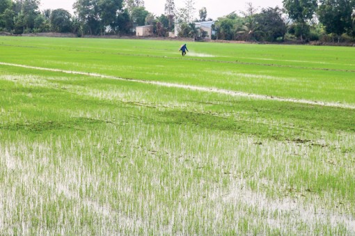 Không chủ quan với sâu bệnh