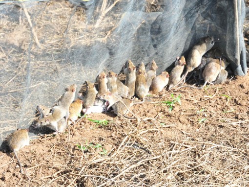 Về miền Tây, đi dỡ chà bắt chuột