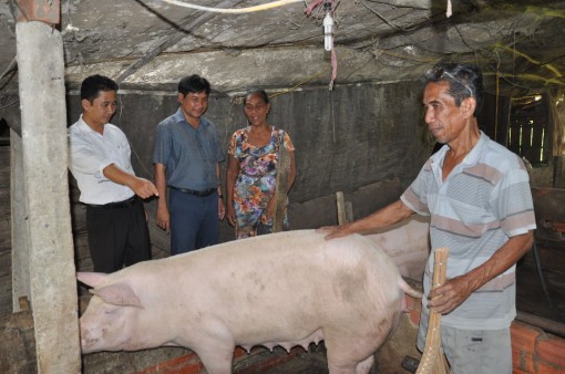 UBMTTQVN TP Cần Thơ giám sát công tác phòng, chống, hỗ trợ dịch tả heo châu Phi