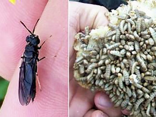 “Ruồi lính đen” giúp Singapore tái chế thực phẩm thừa