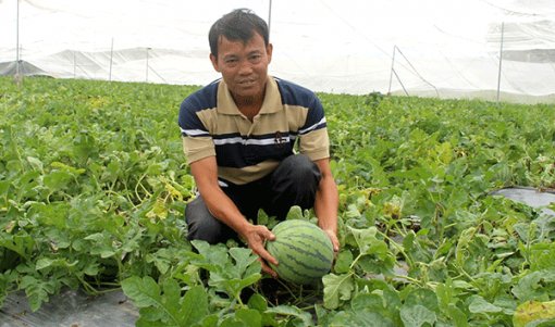 Tổ hợp tác phát triển kinh tế hộ gia đình