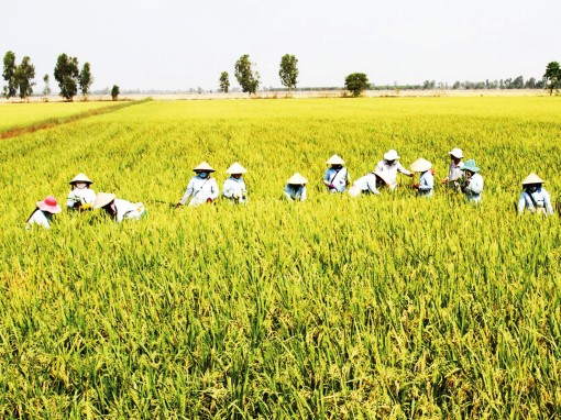 Kiến tạo một ĐBSCL thịnh vượng <br>Bài cuối: Xoay trục phát triển