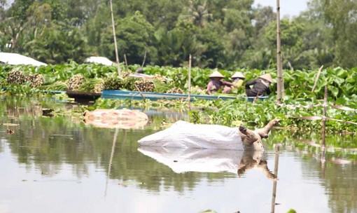 Quyết liệt ngăn chặn tình trạng vứt xác heo xuống sông
