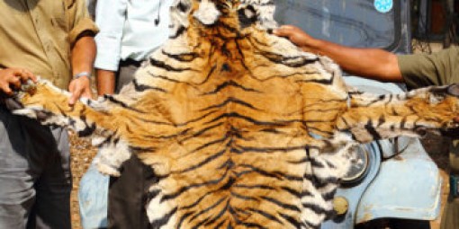 Hơn 2.300 con hổ bị giết và buôn bán phi pháp