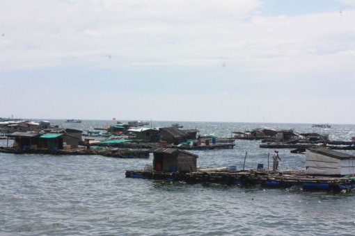 Nhiều mô hình hợp tác xã 
kiểu mới phát huy hiệu quả