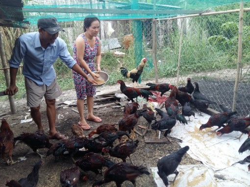 Không để bùng phát dịch cúm gia cầm 