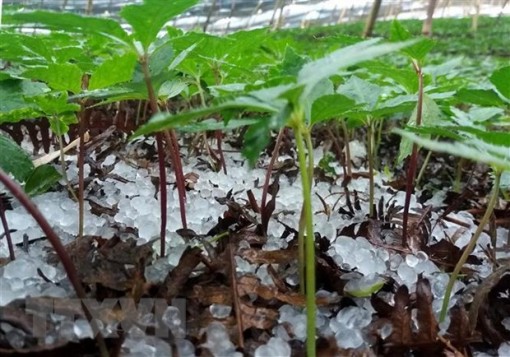 Các tỉnh, thành phố ứng phó với hình thái thời tiết nguy hiểm