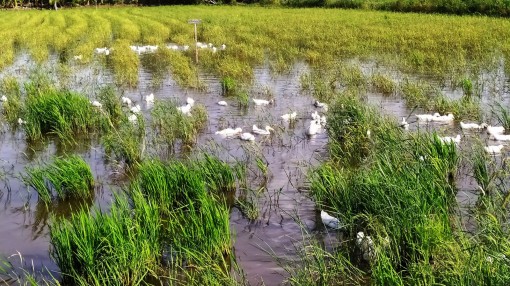 Ứng biến tình hình lũ thấp, đảm bảo hiệu quả sản xuất nông nghiệp